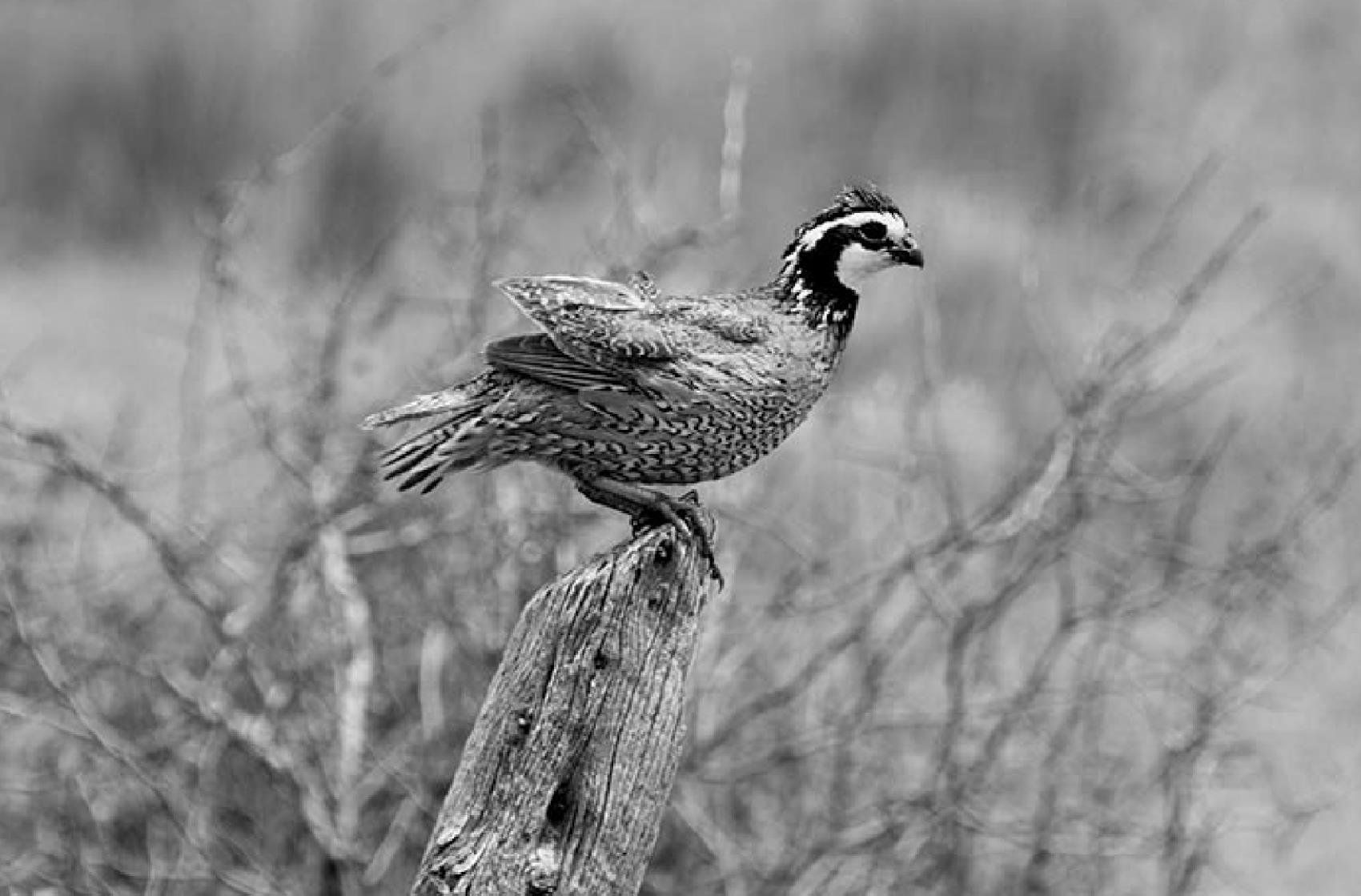 2021 Quail Season Outlook Statewide Index Up 23 Percent From 2020