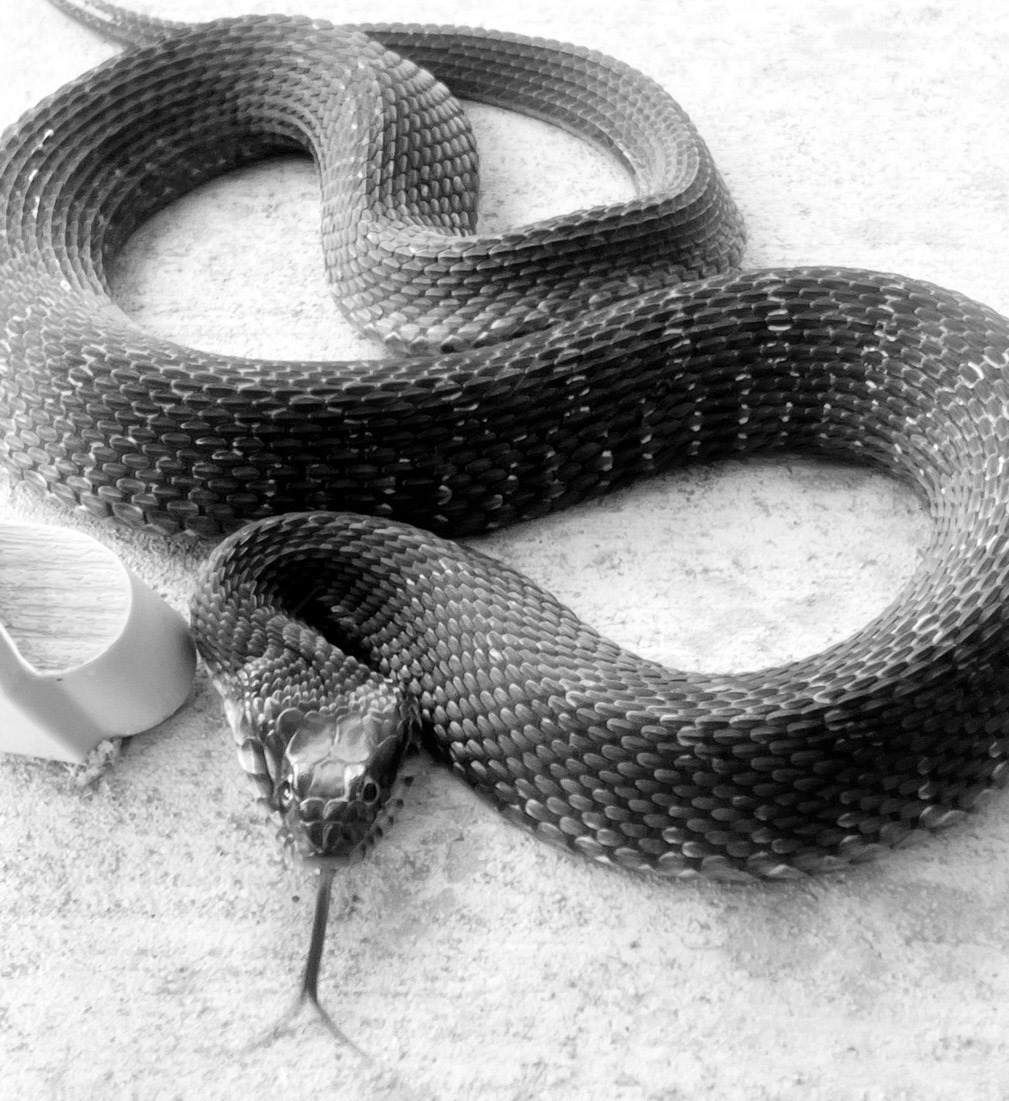 What Snake is That? | Seminole Producer