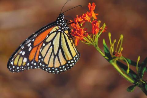 Monarchs, Sturgeon Hit International Endangered Species List | Seminole ...