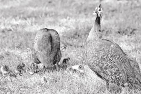 Raising Guinea Fowl on Your Farm