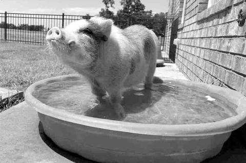 Pig in a Pool