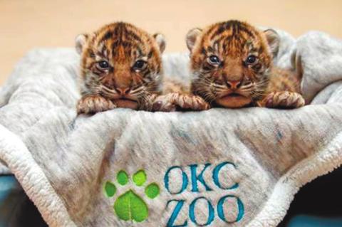 OKC Zoo’s Sumatran Tiger Twins Receive First Wellness Exam