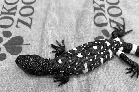 Rare Guatemalan Beaded Lizards Born at OKC Zoo