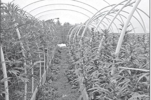 Drummond Creates Task Force to Combat Illegal Pot Grow Ops