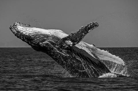 Why Advocates Are Urging for More Protections for the World’s Oceans